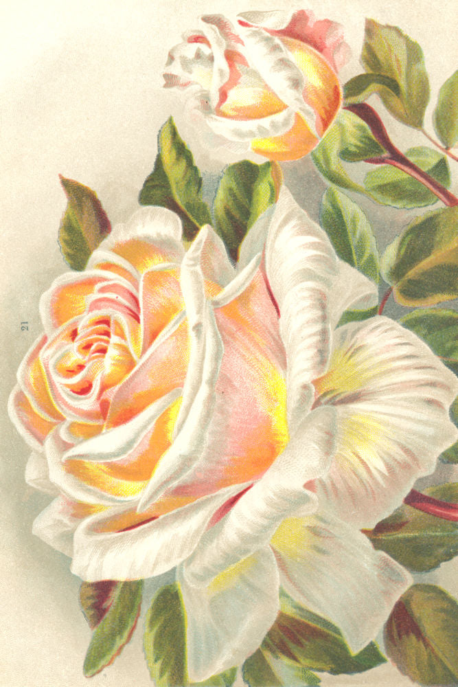 ROSES. Hon Edith Gifford 1903 old antique vintage print picture